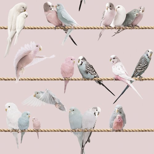 Tapete, "Lovebirds, rose" von Koziel aus Frankreich