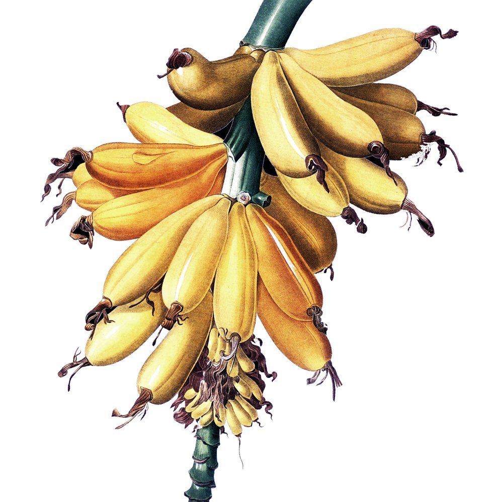 6 Servietten "Fructus"