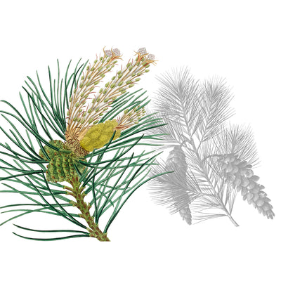 4 Tischsets "Le Sapin"
