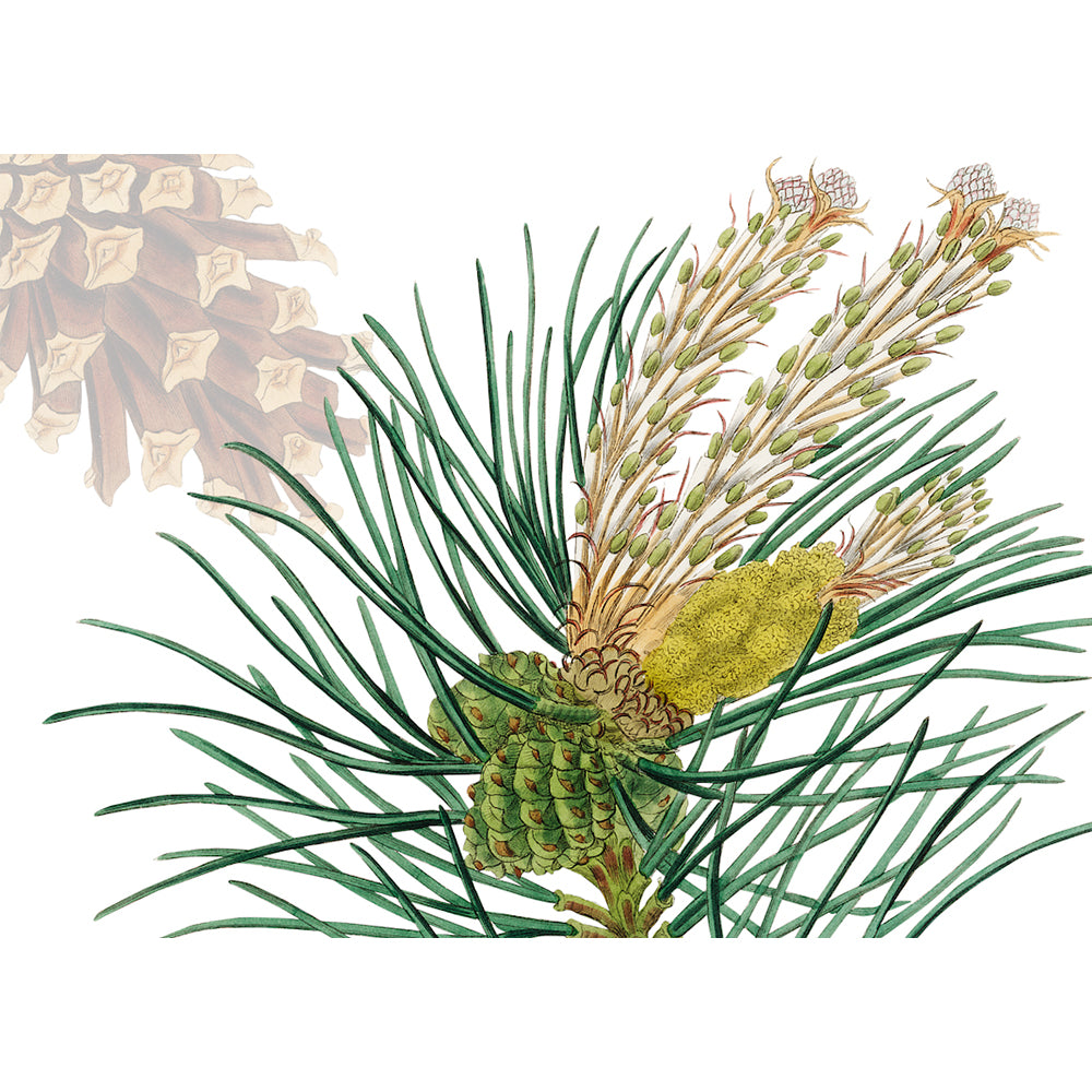 4 Tischsets "Le Sapin"
