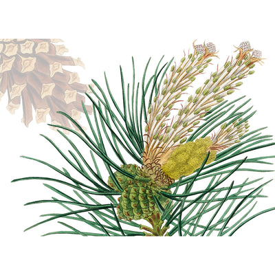 4 Tischsets "Le Sapin"