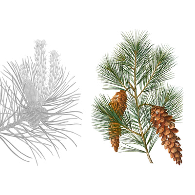 4 Tischsets "Le Sapin"
