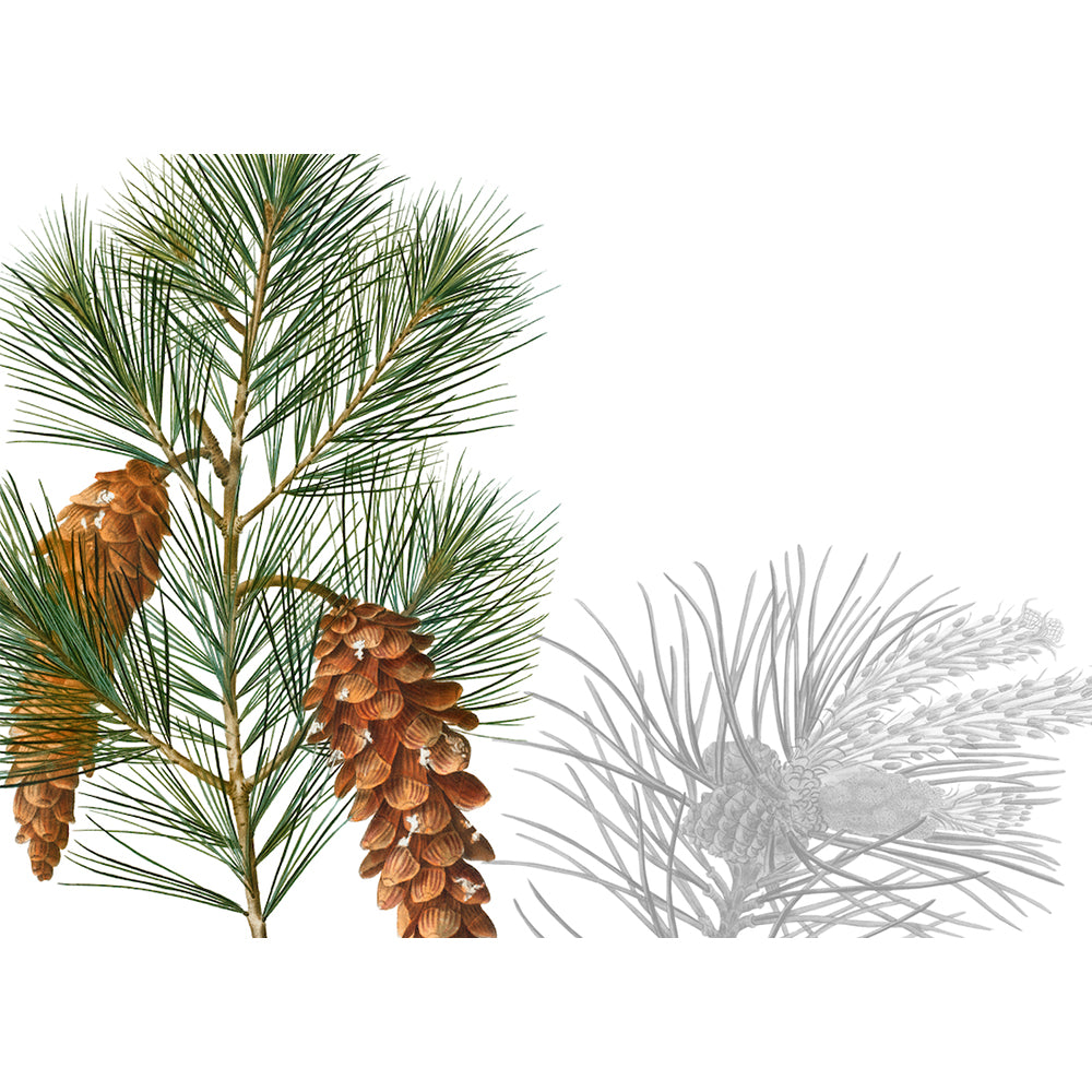 4 Tischsets "Le Sapin"