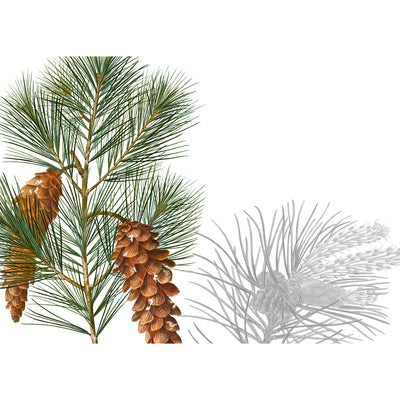 4 Tischsets "Le Sapin"