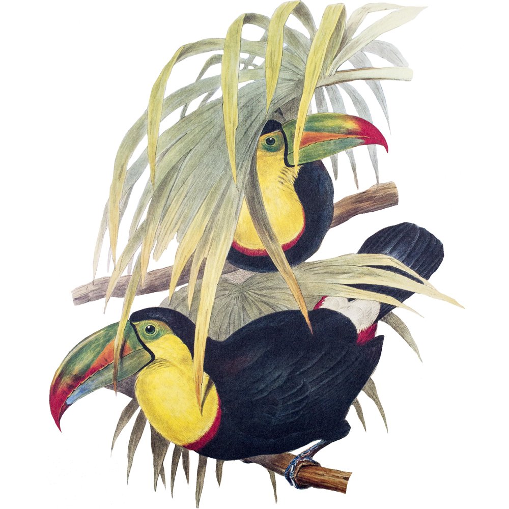 6 Servietten "Toucans"